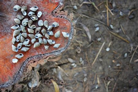 Shells on the tree stump.の写真素材