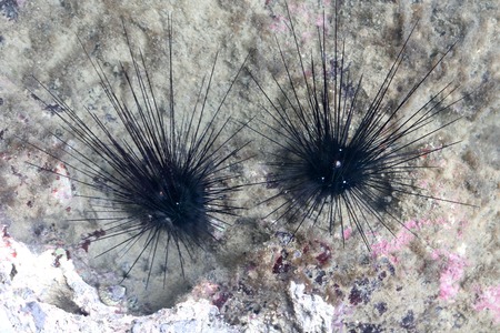 Blue spot sea urchin in the ocean near the beachの写真素材