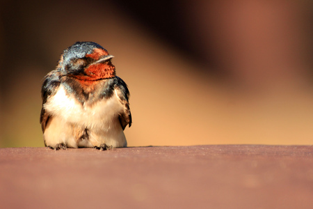 The little brown bird sleeping on the table.の写真素材
