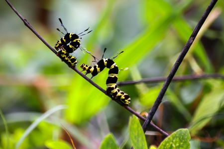 Black and yellow hairy caterpillars in the gardenの写真素材