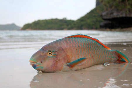 Dead parrot fish on the beach.の写真素材