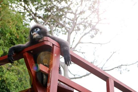 Leaf Monkey,Duskey Langur on the terrace with lens flare sunlight backgroundの写真素材