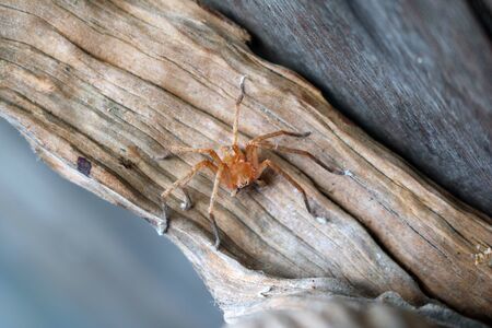 Orange spider in the garden.