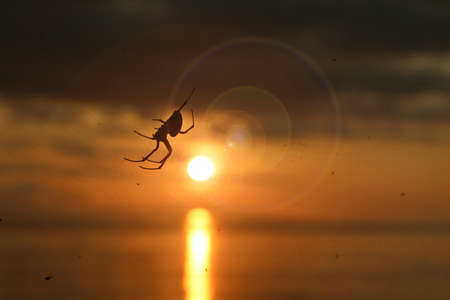 Spider with sunlight and Lens flare on the beach.の写真素材