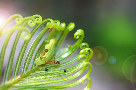 Beautiful Cycad green leaves with ants in the garden.の写真素材