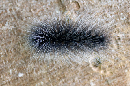 Black hairy caterpillars on branches in the garden.の写真素材
