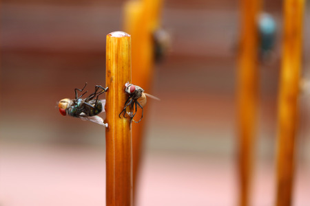 Fly stuck on glue traps on the dining table.の写真素材