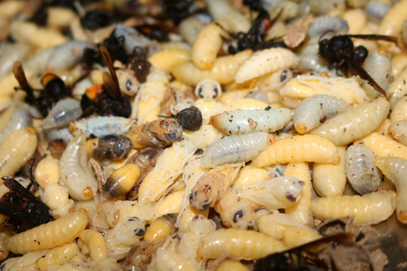 Wasp nest and larva life cycle.