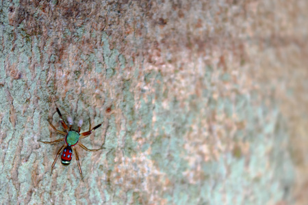 The little colorful spiders collection.