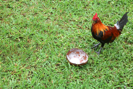Chickens eating coconut shell in the garden.の写真素材