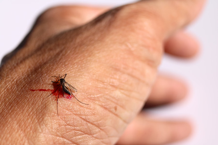 Mosquito sucking blood on skin in white background.