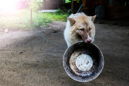 Thai bangkaew dog hold a feeding bowl in the mouth in the gardenの写真素材