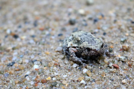 Wild frog blend with the sand on the floor in the gardenの写真素材