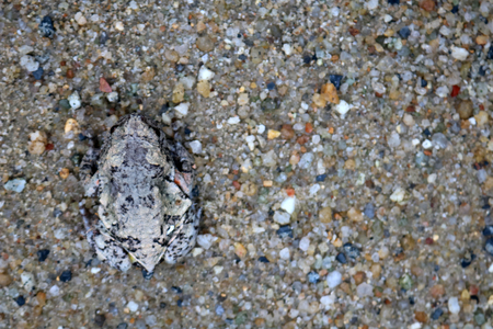 Wild frog blend with the sand on the floor in the gardenの写真素材