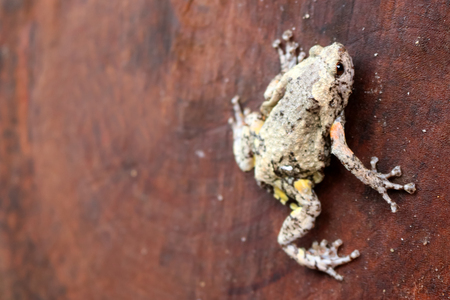 Wild frog on the wooden timber in the gardenの写真素材
