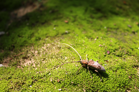 Scarab, Beetle on moss in the garden. Green nature forest in Thailand.の写真素材