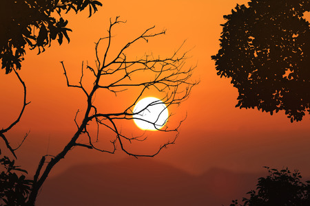 Leafless trees and red sky sunset background in the eveningの写真素材