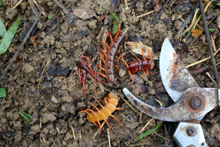 Gardener a centipedes poisonous animals in the rainforest garden