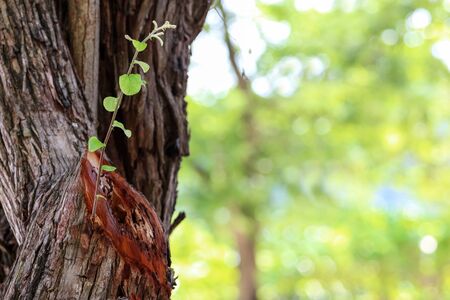 New branches and leaves that sprout from the tree trunk were cut in the garden.の写真素材