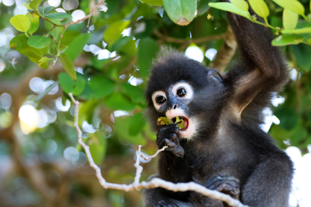 Little leaf monkeys or Dusky Langur eating leaves in the rain forest , Thailandの写真素材
