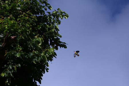 Pink-necked Green Pigeon birds flying with little tree branches for nesting in the skyの写真素材