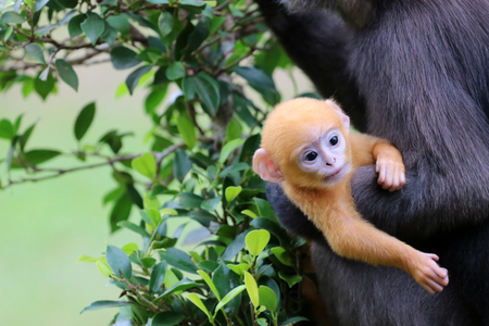 Dusky Langur or Leaf monkeys are caring yellow baby in the garden, Wildlife in Thailandの写真素材
