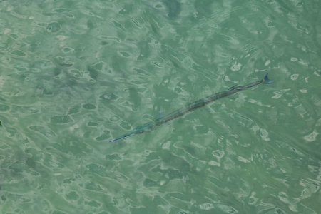 Black-spot long tom or Needlefish under the sea surface movementsの写真素材