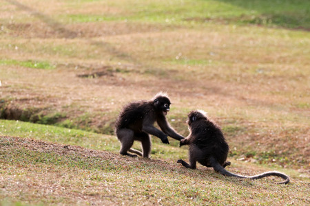 Wild animals,Leaf monkey or Dusky langur are fighting or biting on the lawn in the garden, wildlife...