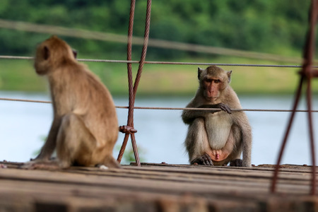 Long-tailed monkey or Crab-eating macaque sitting on the old suspension bridge with green nature background in Thailandの写真素材