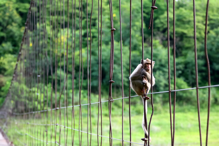 Long-tailed monkey or Crab-eating macaque sitting on the old suspension bridge with green nature...