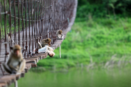 Long-tailed monkey or Crab-eating macaque sitting on the old suspension bridge with green nature background in Thailandの写真素材