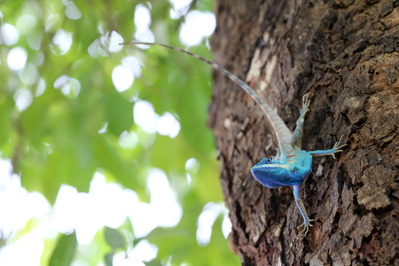 Blue-crested or Indo-Chinese Forest Lizard on a tree in the garden with nature backgroundの写真素材