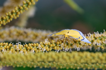 Yellow butterfly flying and swarm a pollen of betel palm flower in the garden.Animals in Thailand.の写真素材