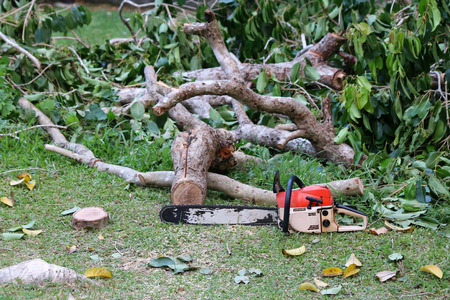 Chainsaw with trees and branches that are cut in the garden