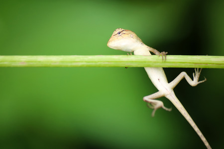 Little lizard practice to climbing on the tree branches.Green nature background.