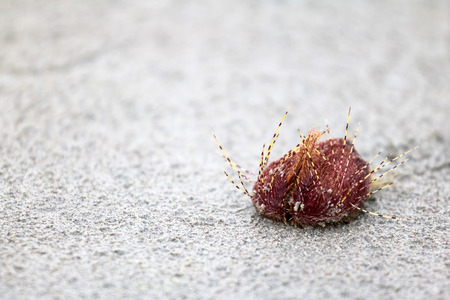 Heart urchin or sea urchins crawling on the sand at low tide.