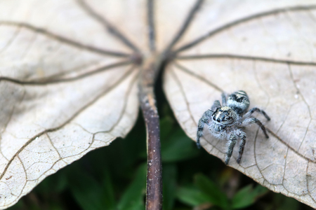 Hyllus diardi is a genus of the spider family Salticidae ,jumping spiders in the garden