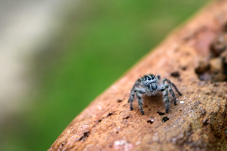 Hyllus diardi is a genus of the spider family Salticidae ,jumping spiders in the gardenの写真素材