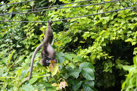 Little wild animals,Leaf monkey or Dusky langur  swing on the cables and reach hand to catch the...