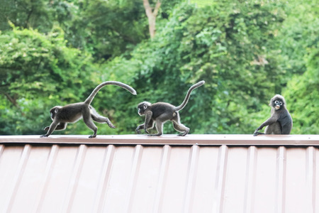 Leaf monkeys are jumping on the roof, Dusky Langur species in Thailandの写真素材