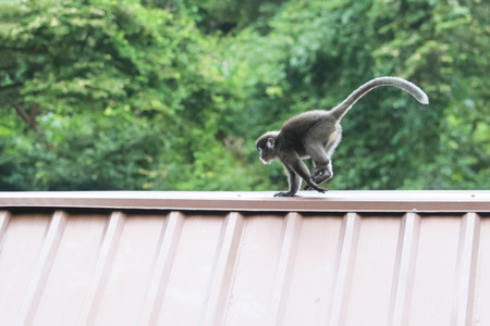 Leaf monkeys are jumping on the roof, Dusky Langur species in Thailandの写真素材
