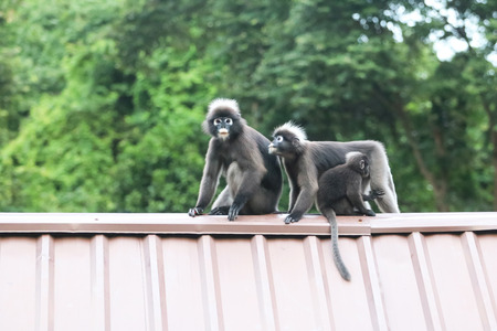 Leaf monkeys are jumping on the roof, Dusky Langur species in Thailandの写真素材