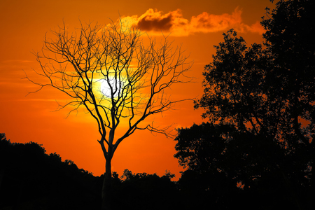 Silhouette of Leave less tree at red sky sunset, dry tree in the foregroundの写真素材