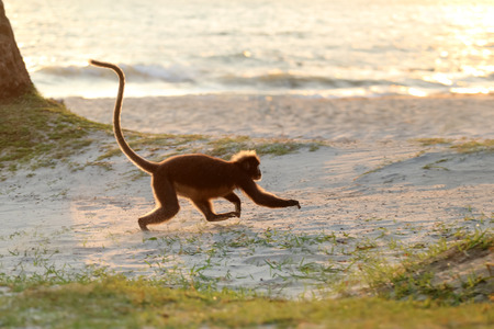 Monkey sitting on the beach with the sunlight reflection in the morning,Dusky langur at Ang Thong...