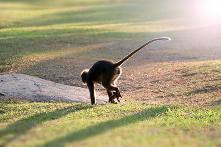 Wild animal so cute on the campsite,Dusky langur or leaf monkey playing on the ground in Thailand.の写真素材