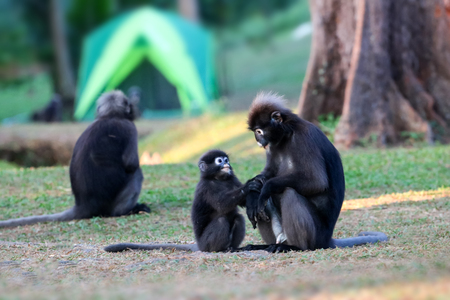 Wild animal so cute on the campsite,Dusky langur or leaf monkey playing on the ground in Thailand.の写真素材