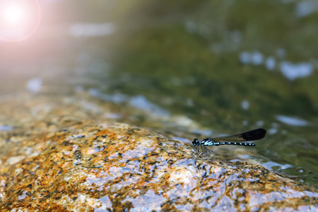 Beautiful green damselflies on a rock in waterfall ,Thailand. Heliocypha biforata dragonfly.の写真素材