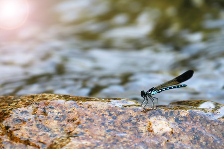 Beautiful blue damselflies on a rock in waterfall ,Thailand. Heliocypha biforata dragonfly.の写真素材