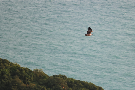 Aerial view of White-bellied Sea Eagle, Birds flying in the sky against a background of the sea and...