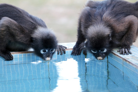 Little leaf monkeys or Dusky Langur drinking water from the basin in the community, Thailand
